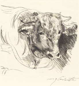 Head of a Steer