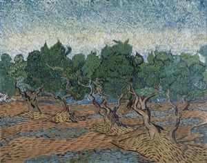 Olive grove