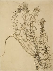 Tassel hyancinth