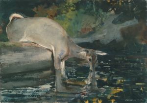 Deer Drinking