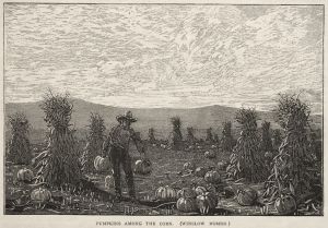 Pumpkins Among the Corn