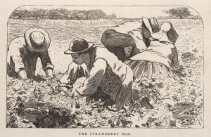 The Strawberry Bed
