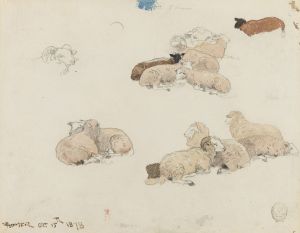 Sheep Resting
