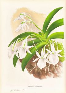 Aeranthus Leonis