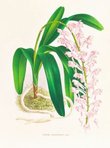 Aerides augustianum