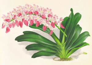 Aerides maculosum