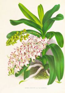 Aerides Odoratum