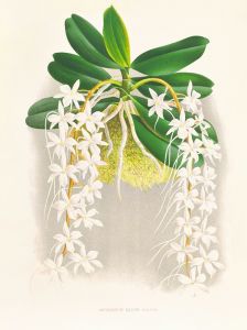 Angraecum ellisi