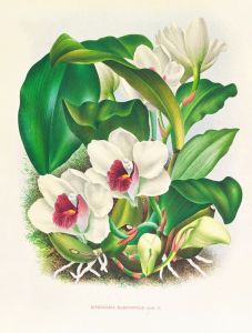 Bifrenaria harrisoniae
