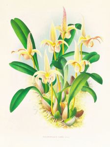 Bolbophyllum lobbi