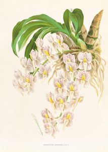 Catasetum tigrinum
