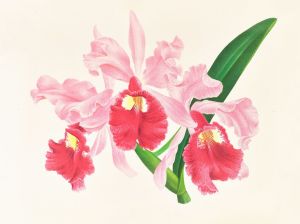 Cattleya gigas