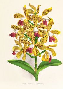 Cattleya guttata