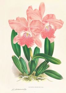 Cattleya Malouana