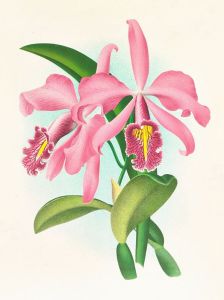 Cattleya maxima.