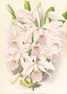 Cattleya Maxima