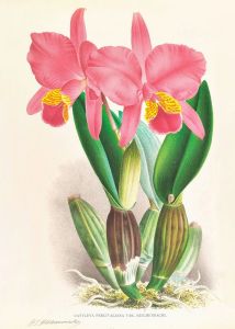 Cattleya percivaliana var reichenbachi