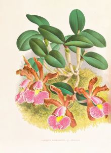 Cattleya schilleriana