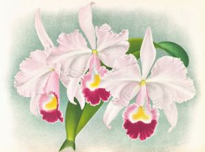 Cattleya Trianae var Martin-Cahuzac