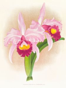 Cattleya Trianae var purpurata