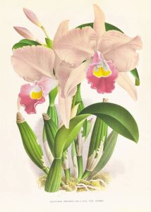 Cattleya Trianae.