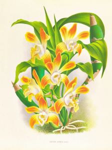 Chysis aurea