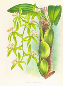 Coelogyne peltastes