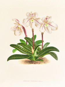 Cypripedium microchilum