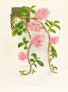 Dendrobium bracteosum