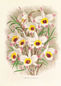 Dendrobium Falconeri