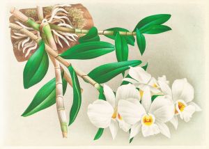 Dendrobium infundibulum