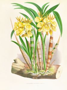 Galeandra flaveola