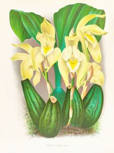 Lycaste costata