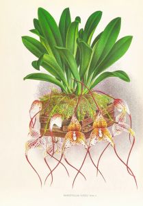 Masdevallia Roezli