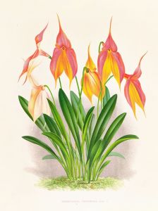 Masdevallia veitchiana