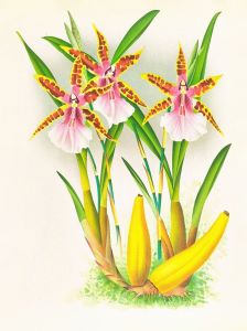 Miltonia blunti