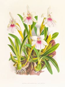 Miltonia spectabilis