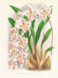 Odontoglossum alexandrae var cutsemianum