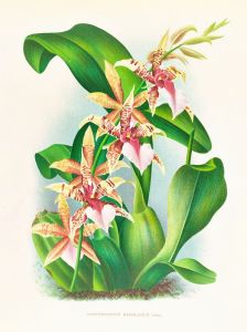 Odontoglossum Hastilabium