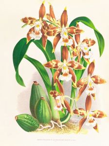 Odontoglossum luteo-purpureum