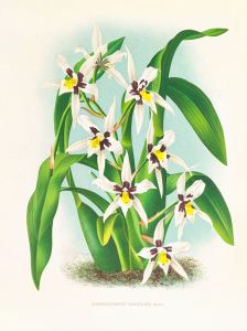 Odontoglossum maxillare