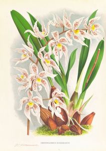 Odontoglossum Ruckerianum