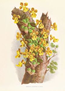 Oncidium Limminghei