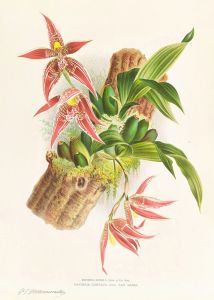 Paphinia Randi, Paphinia Cristata