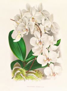 Phalaenopsis amabilis