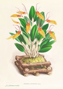 Restrepia antennifera