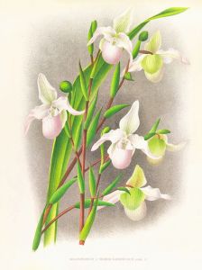 Selenipedium sedeni candidulum