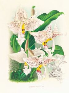 Stanhopea oculata