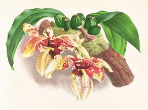 Stanhopea Tigrina