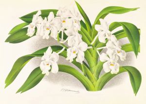 Vanda denisoniana